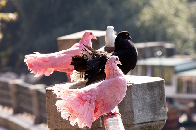 的战术智慧 的战术智慧